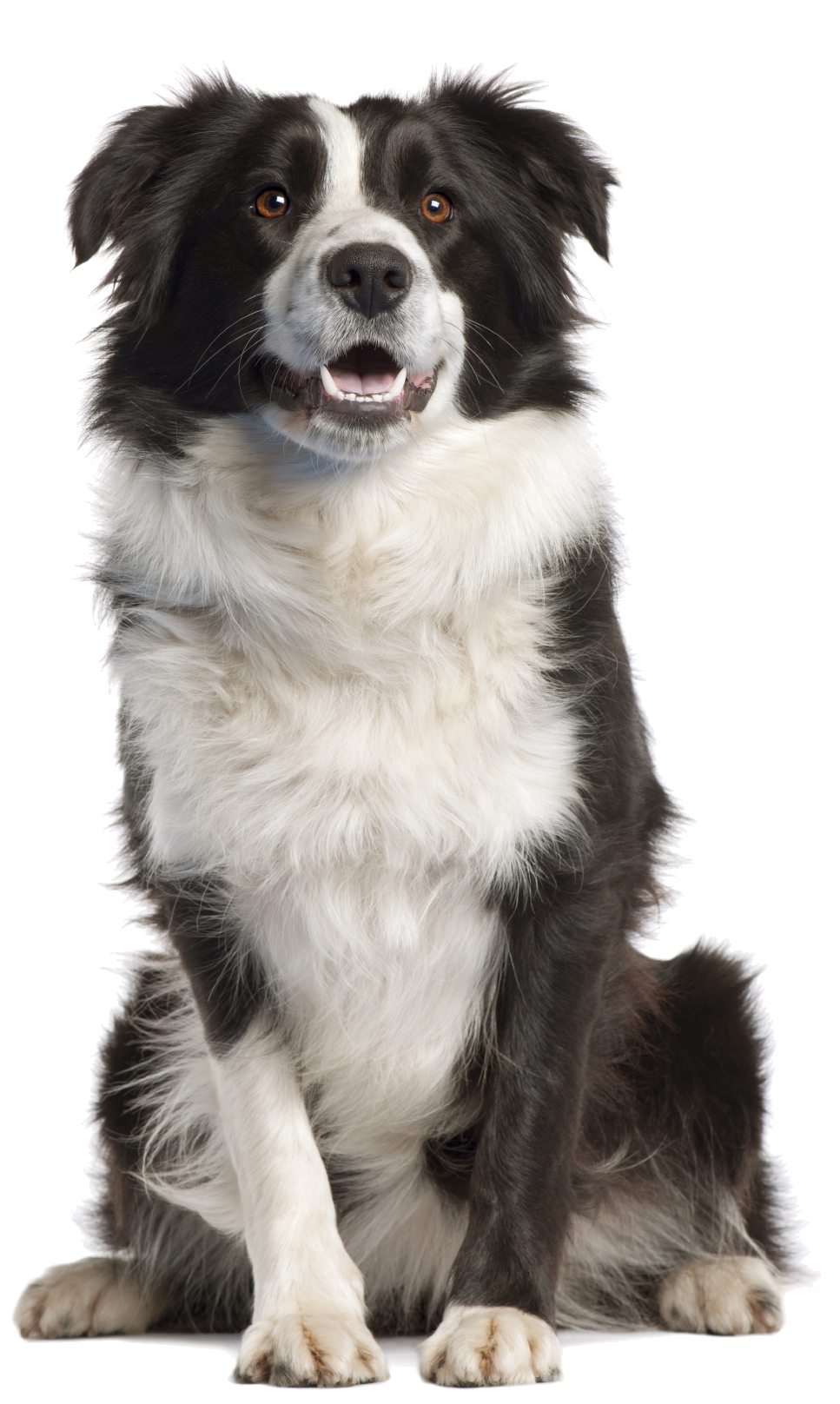 Border Collie 
